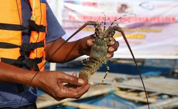 Bela Rakyat Kecil, Yusril Ihza Mahendra Gugat Larangan Ekspor Benih Lobster